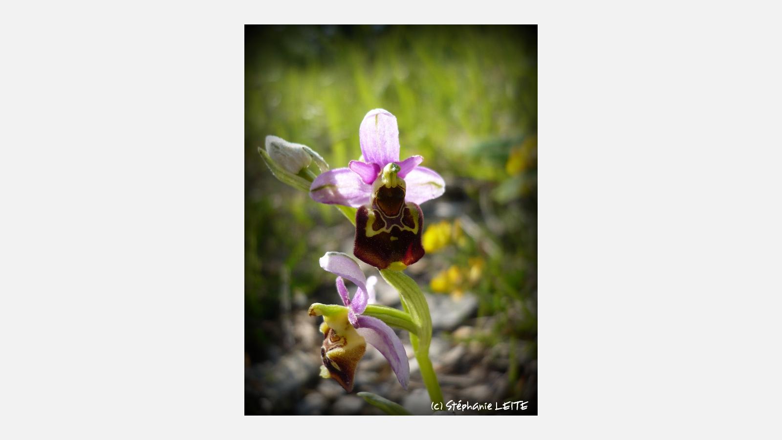 Ophrys_fuciflora_6-recize.JPG