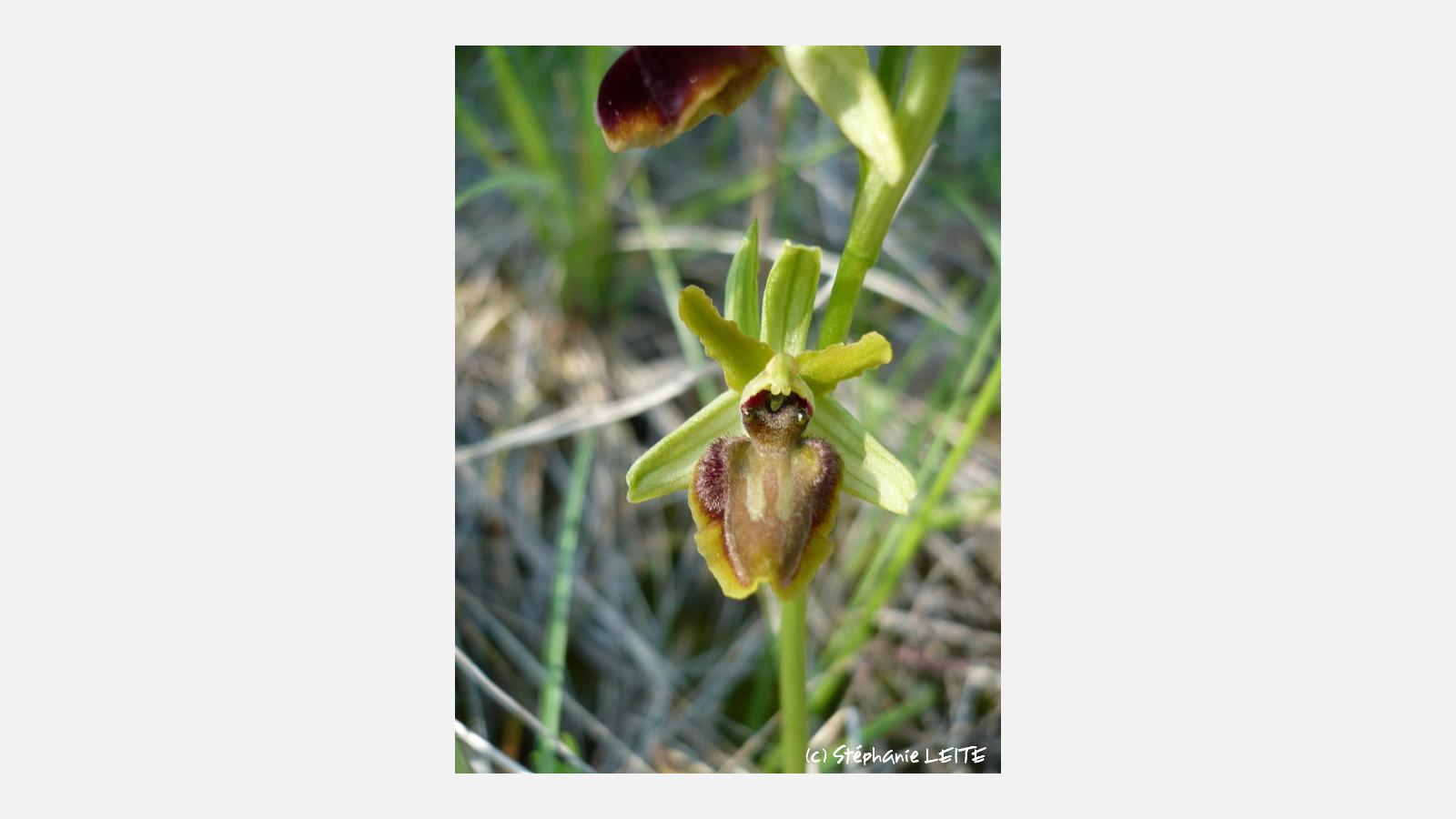 Ophrys_shegodes_14-recize.JPG